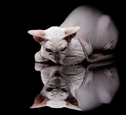 塞尔·拉恩:全黑队的进攻“快车道”,突破后的传球和得分能力让对手无可奈何