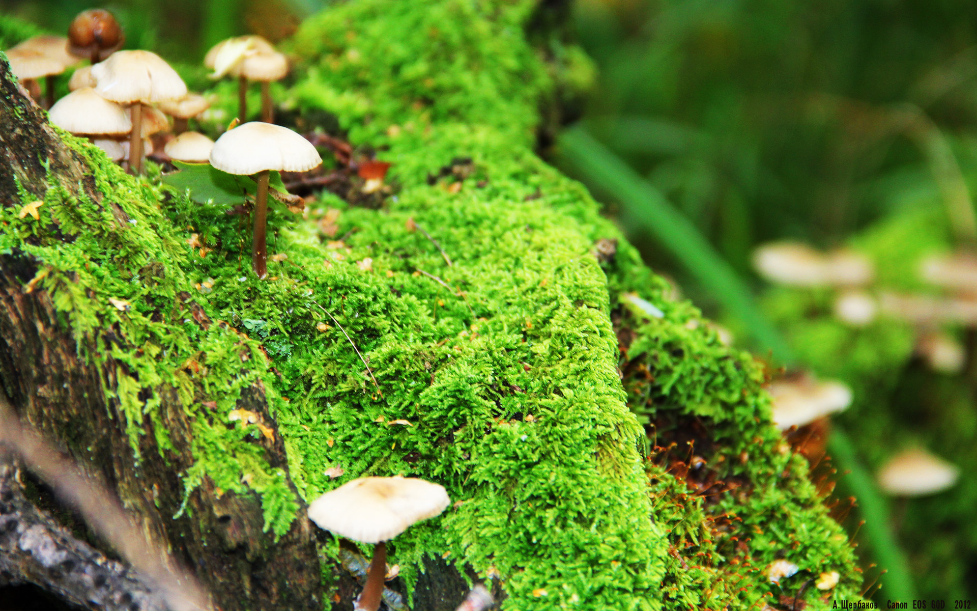 法国队冲刺阶段展现爆发力,法国队进攻