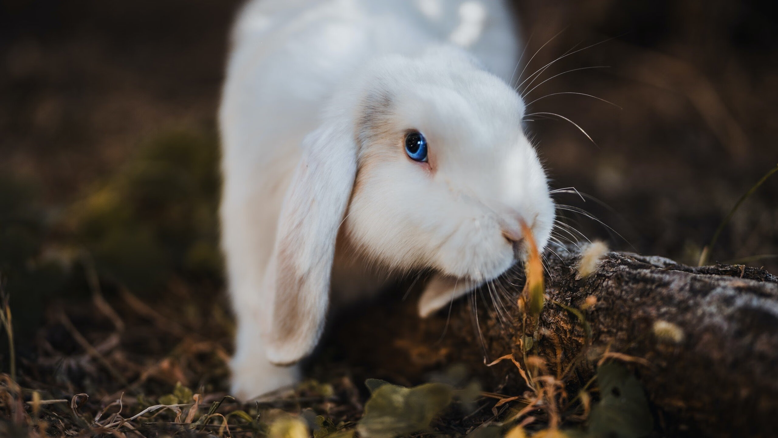法国队冲刺阶段展现爆发力,法国队进攻